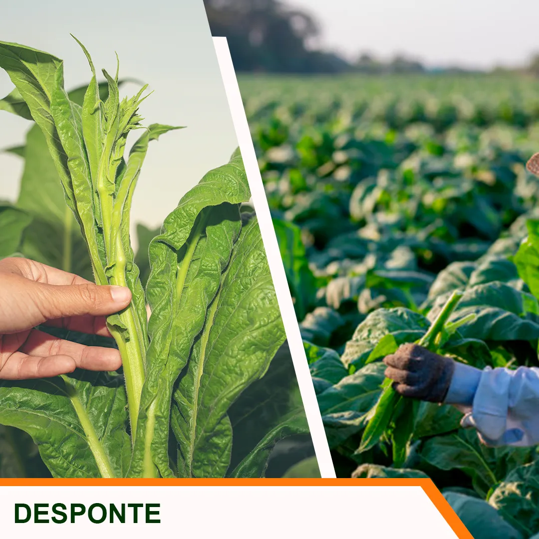 Desponte