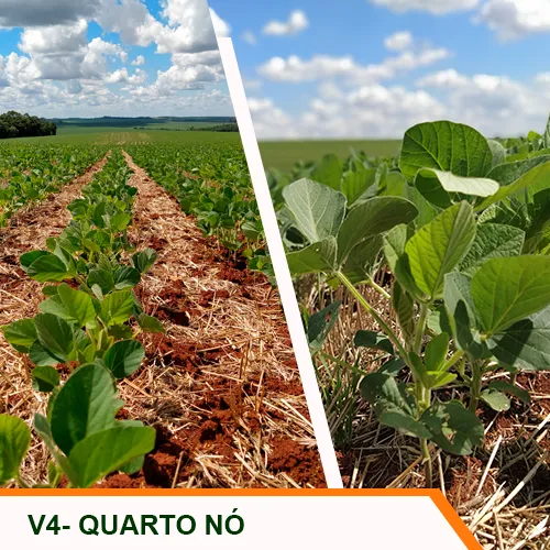 V4 - Quarto Nó